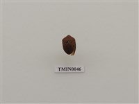 藏品(椿象)的圖片